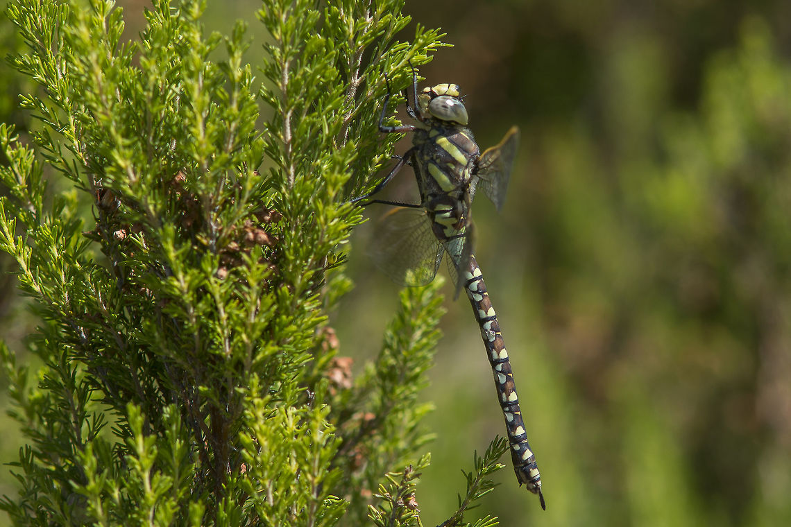 Aeshna juncea Aeshna juncea, adult female, lateral view Aeshna juncea,Common Hawker,aeshnidae,anisoptera,biodiversity,dragonflies,dragonfly,insecta,insects,odonata,summer