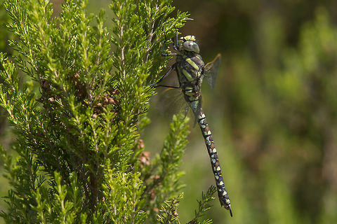 Aeshna juncea Aeshna juncea, adult female, lateral view Aeshna juncea,Common Hawker,aeshnidae,anisoptera,biodiversity,dragonflies,dragonfly,insecta,insects,odonata,summer