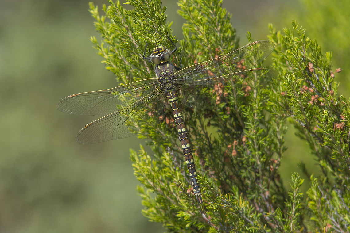 Aeshna juncea Aeshna juncea, adult female, top view Aeshna juncea,Common Hawker,aeshnidae,anisoptera,biodiversity,dragonflies,dragonfly,insecta,insects,odonata,summer