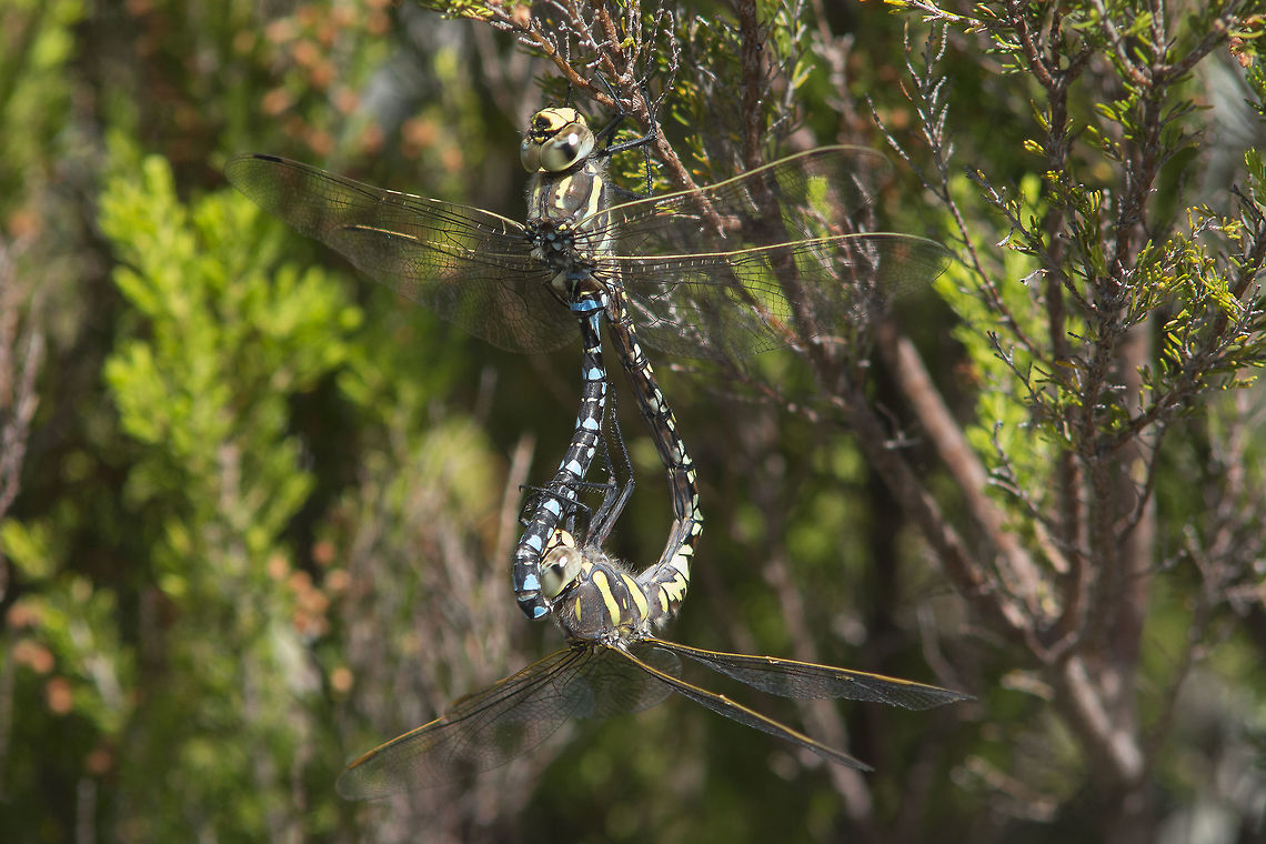 Aeshna juncea Aeshna juncea, copula Aeshna juncea,Common Hawker