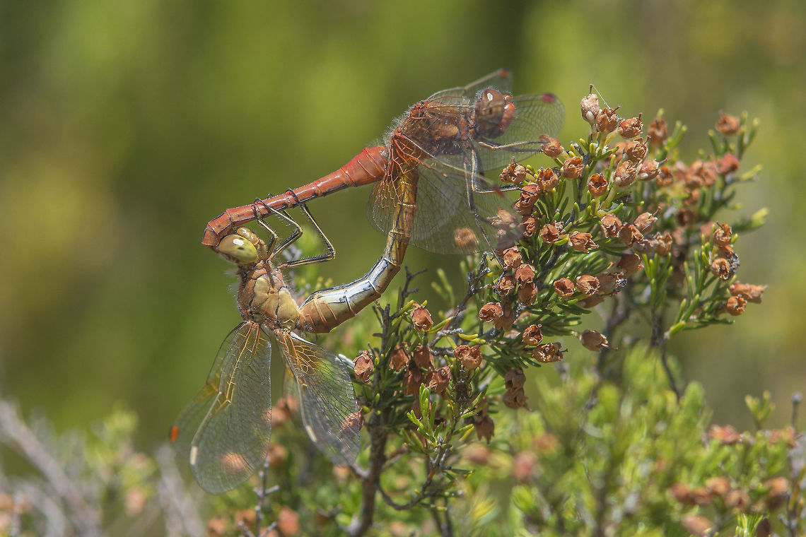 Sympetrum flaveolum Sympetrum flaveolum, copula Sympetrum flaveolum,Yellow-winged darter,anisoptera,biodiversity,insects,libellulidae,odonata,summer