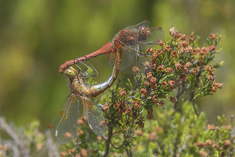 Sympetrum flaveolum Sympetrum flaveolum, copula Sympetrum flaveolum,Yellow-winged darter,anisoptera,biodiversity,insects,libellulidae,odonata,summer