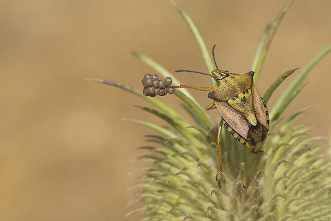 Carpocoris mediterraneus atlanticus w. eggs Pentatomidae oviposture on Dipsacus comosus. A few plants had the same kind of oviposture, and the same bug species.
The adult in this photo is Carpocoris mediterraneus atlanticus and the eggs look perfect for Carpocoris, so it is fairly safe to assume these belong to the same species.
See discussion with this photo:
https://www.jungledragon.com/image/53080/carpocoris.html Arthropoda,Carpocoris,Carpocoris mediterraneus,Carpocoris mediterraneus atlanticus,Eggs,Heteroptera,Portugal,Red Shield Bug,biodiversity,bug,hemiptera,insect,insecta,insects,pentatomidae,summer