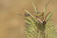 Carpocoris mediterraneus atlanticus w. eggs Pentatomidae oviposture on Dipsacus comosus. A few plants had the same kind of oviposture, and the same bug species.<br />
The adult in this photo is Carpocoris mediterraneus atlanticus and the eggs look perfect for Carpocoris, so it is fairly safe to assume these belong to the same species.<br />
See discussion with this photo:<br />
https://www.jungledragon.com/image/53080/carpocoris.html Arthropoda,Carpocoris,Carpocoris mediterraneus,Carpocoris mediterraneus atlanticus,Eggs,Heteroptera,Portugal,Red Shield Bug,biodiversity,bug,hemiptera,insect,insecta,insects,pentatomidae,summer