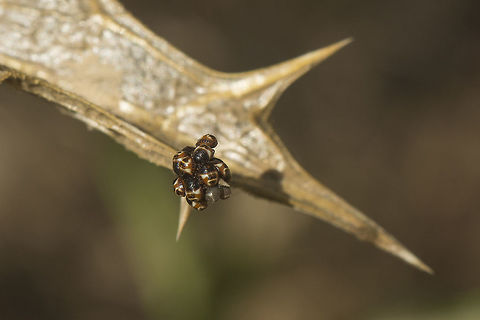 Carpocoris 1st instar nymphs Based on discussion of adults nearby, almost certainly Carpocoris mediterraneus atlanticus.
cf. discussion with this photo: https://www.jungledragon.com/image/53080/carpocoris.html Arthropoda,Carpocoris,Carpocoris mediterraneus,Carpocoris mediterraneus atlanticus,Heteroptera,Portugal,Red Shield Bug,biodiversity,bug,hemiptera,insect,pentatomidae