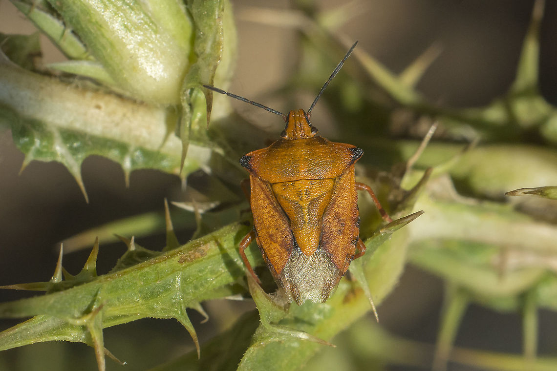 Carpocoris mediterraneus atlanticus - yellow Carpocoris mediterraneus atlanticus - see discussion in comment below<br />
Oviposture on Scolymus hispanicus:<br />
<figure class="photo"><a href="https://www.jungledragon.com/image/53079/carpocoris_1st_instar_nymphs.html" title="Carpocoris 1st instar nymphs"><img src="https://s3.amazonaws.com/media.jungledragon.com/images/2527/53079_thumb.jpg?AWSAccessKeyId=05GMT0V3GWVNE7GGM1R2&Expires=1759968010&Signature=07Mkw3d0LAovhf4vNI8ttn7I2yk%3D" width="200" height="134" alt="Carpocoris 1st instar nymphs Based on discussion of adults nearby, almost certainly Carpocoris mediterraneus atlanticus.<br />
cf. discussion with this photo: https://www.jungledragon.com/image/53080/carpocoris.html Arthropoda,Carpocoris,Carpocoris mediterraneus,Carpocoris mediterraneus atlanticus,Heteroptera,Portugal,Red Shield Bug,biodiversity,bug,hemiptera,insect,pentatomidae" /></a></figure> Arthropoda,Carpocoris,Carpocoris mediterraneus,Carpocoris mediterraneus atlanticus,Geotagged,Heteroptera,Portugal,Red Shield Bug,Summer,biodiversity,bug,hemiptera,insect,pentatomidae
