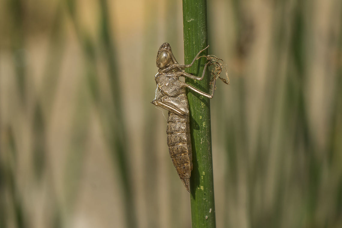 Aeshna mixta Aeshna mixta, exuviae.<br />
Female ovipositor detail here:<br />
<figure class="photo"><a href="https://www.jungledragon.com/image/53088/aeshna_mixta.html" title="Aeshna mixta"><img src="https://s3.amazonaws.com/media.jungledragon.com/images/2527/53088_thumb.jpg?AWSAccessKeyId=05GMT0V3GWVNE7GGM1R2&Expires=1769040010&Signature=90clEiKiigAM%2FAr8bEjk2ESQsZA%3D" width="200" height="134" alt="Aeshna mixta Aeshna mixta, exuvia.<br />
Female ovipositor detail. Aeshna mixta,Migrant Hawker" /></a></figure> Aeshna mixta,Aeshnidae,Migrant Hawker