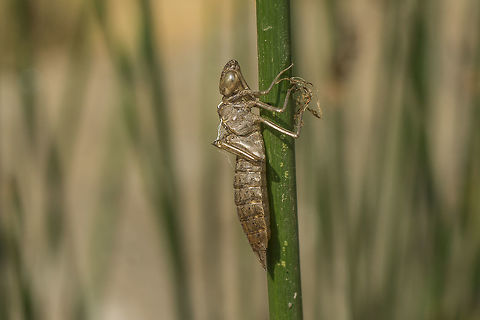 Aeshna mixta Aeshna mixta, exuviae.
Female ovipositor detail here:
https://www.jungledragon.com/image/53088/aeshna_mixta.html Aeshna mixta,Aeshnidae,Migrant Hawker