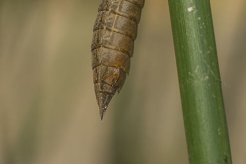 Aeshna mixta Aeshna mixta, exuvia.
Female ovipositor detail. Aeshna mixta,Migrant Hawker
