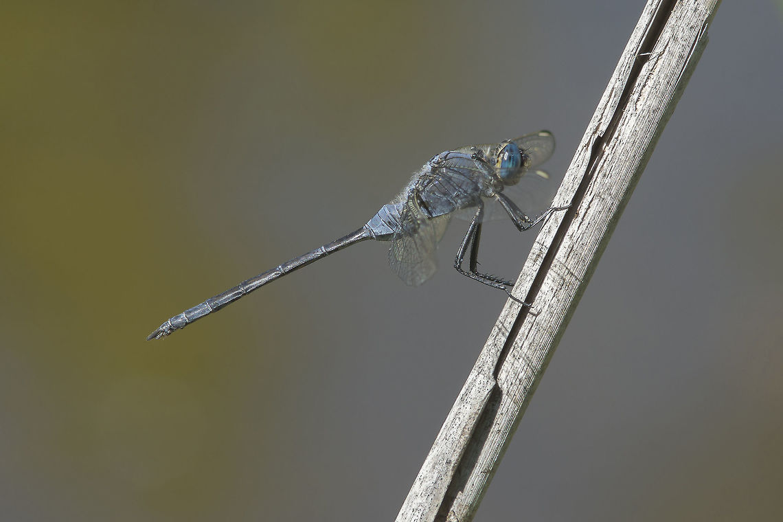 Adulthood I Orthetrum trinacria, adult male Orthetrum trinacria,anisoptera,biodiversity,dragonfly,insects,libellulidae,summer,trinacria,wildlife