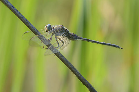Adulthood II Orthetrum trinacria, adult female.  Orthetrum trinacria,anisoptera,biodiversity,dragonfly,insects,libellulidae,summer,trinacria,wildlife