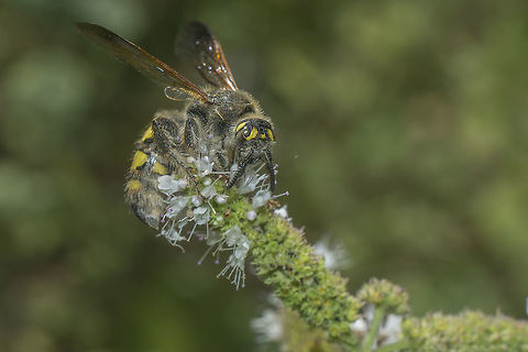 Colpa sexmaculata Colpa sexmaculata, female. Side view Colpa sexmaculata,Scoliidae,biodiversity,hymenoptera,insecta,insects,summer,wasps