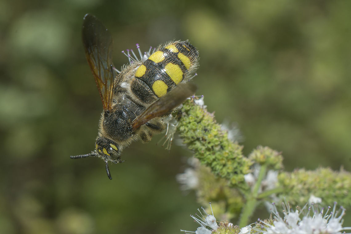 Colpa sexmaculata Colpa sexmaculata, female. Top view. Colpa sexmaculata,Scoliidae,biodiversity,hymenoptera,insecta,insects,summer,wasps