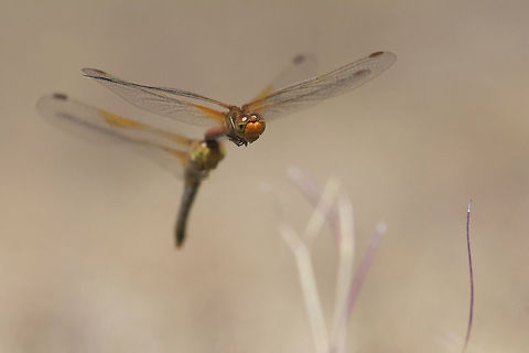 Tandem Sympetrum flaveolum, in flight tandem oviposture. 
Always good to have a mid air photo to add to species file :) Sympetrum flaveolum,Yellow-winged darter,anisoptera,biodiversity,insects,libellulidae,odonata,summer