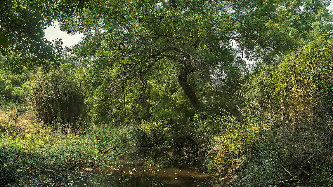 All in good time Three years have passed since I&#039;ve been working in this area. From March to September a list of odonata from this protected area was developed.   Panorama,biodiversity,landscape,nature,portugal,summer,wildlife