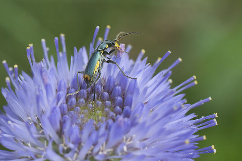 _ID Malachiinae  Geotagged,Portugal,Spring