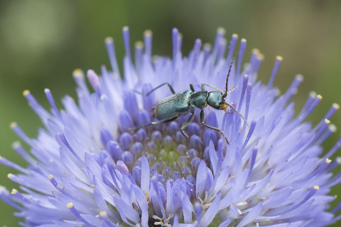 _ID Malachiinae  Geotagged,Portugal,Spring