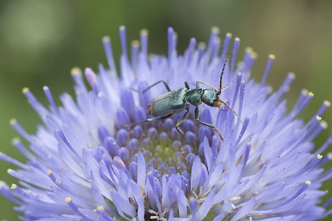 _ID Malachiinae  Geotagged,Portugal,Spring