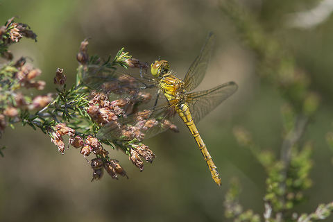Sympetrum sanguineum Sympetrum sanguineum, immature female Ruddy Darter,Sympetrum sanguineum