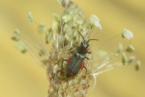 Malachius female Different angles :
https://www.jungledragon.com/image/53254/_id_malachiinae.html
https://www.jungledragon.com/image/53253/_id_malachiinae.html Cleroidea,Coleoptera,Geotagged,Malachiidae,Malchius,Melyridae,Portugal,Spring