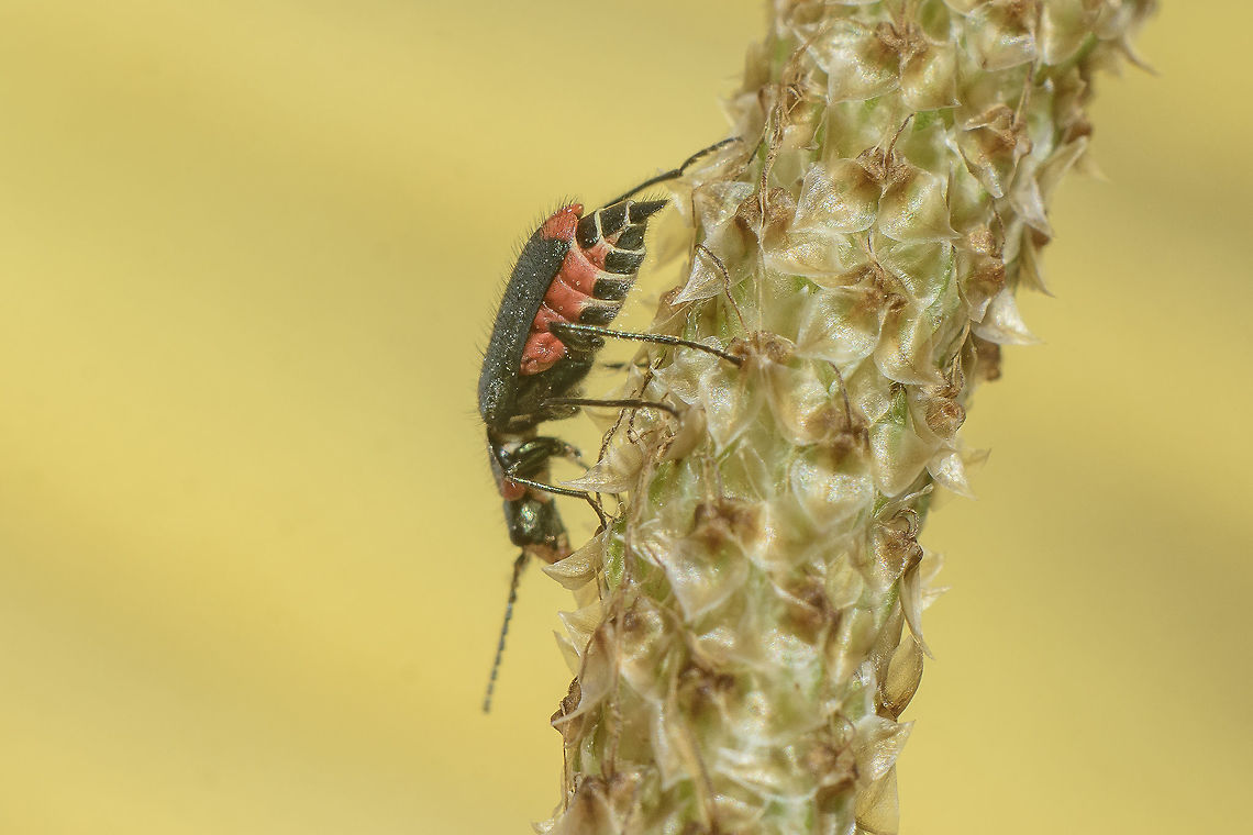_ID Malachiinae  Cleroidea,Coleoptera,Geotagged,Malachiidae,Malchius,Melyridae,Portugal,Spring
