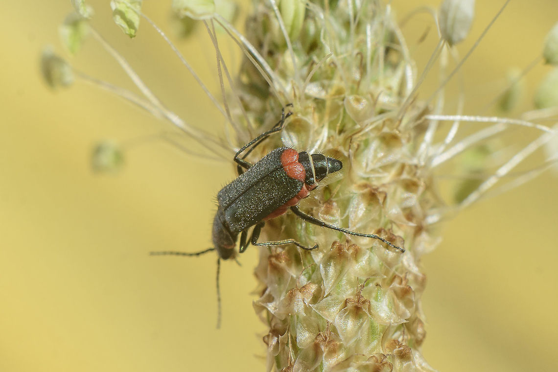 _ID Malachiinae  Cleroidea,Coleoptera,Geotagged,Malachiidae,Malchius,Melyridae,Portugal,Spring