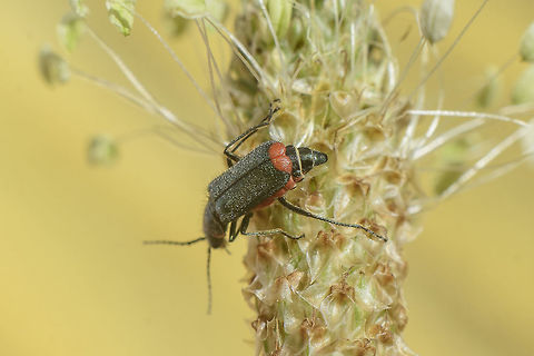 _ID Malachiinae  Cleroidea,Coleoptera,Geotagged,Malachiidae,Malchius,Melyridae,Portugal,Spring