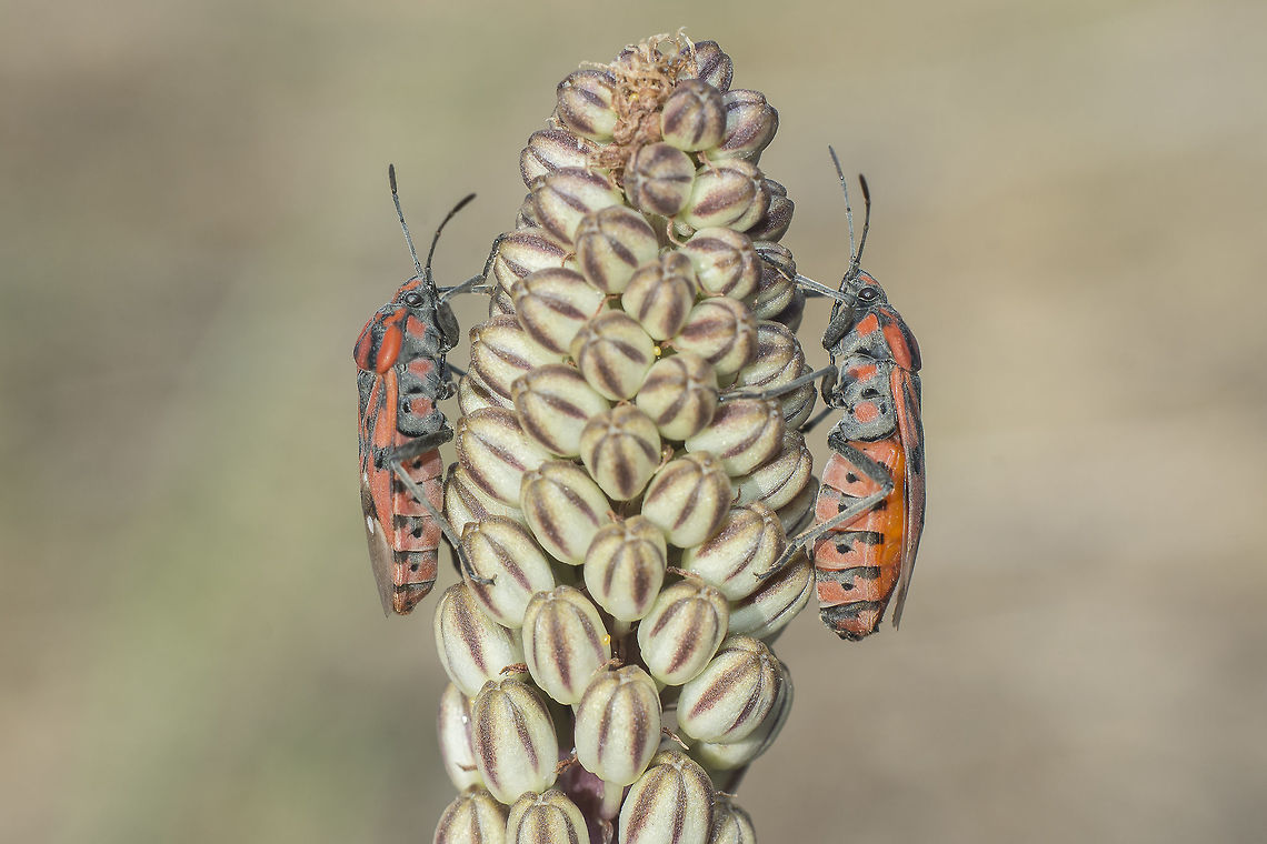Spilostethus pandurus Spilostethus pandurus, male (left), female (right). <br />
Lateral view.<br />
On Urginea maritima.<br />
 Lygaeidae,Spilostethus pandurus,arthropoda,biodiversity,hemiptera,insecta,insects,summer