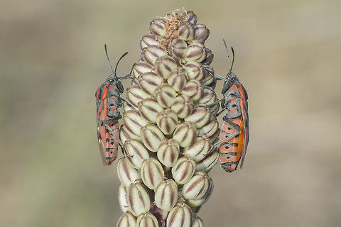 Spilostethus pandurus Spilostethus pandurus, male (left), female (right). 
Lateral view.
On Urginea maritima.
 Lygaeidae,Spilostethus pandurus,arthropoda,biodiversity,hemiptera,insecta,insects,summer