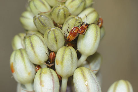 Spilostethus pandurus Spilostethus pandurus, nymphs.
On Urginea maritima. Lygaeidae,Spilostethus pandurus,arthropoda,biodiversity,hemiptera,insecta,insects,summer