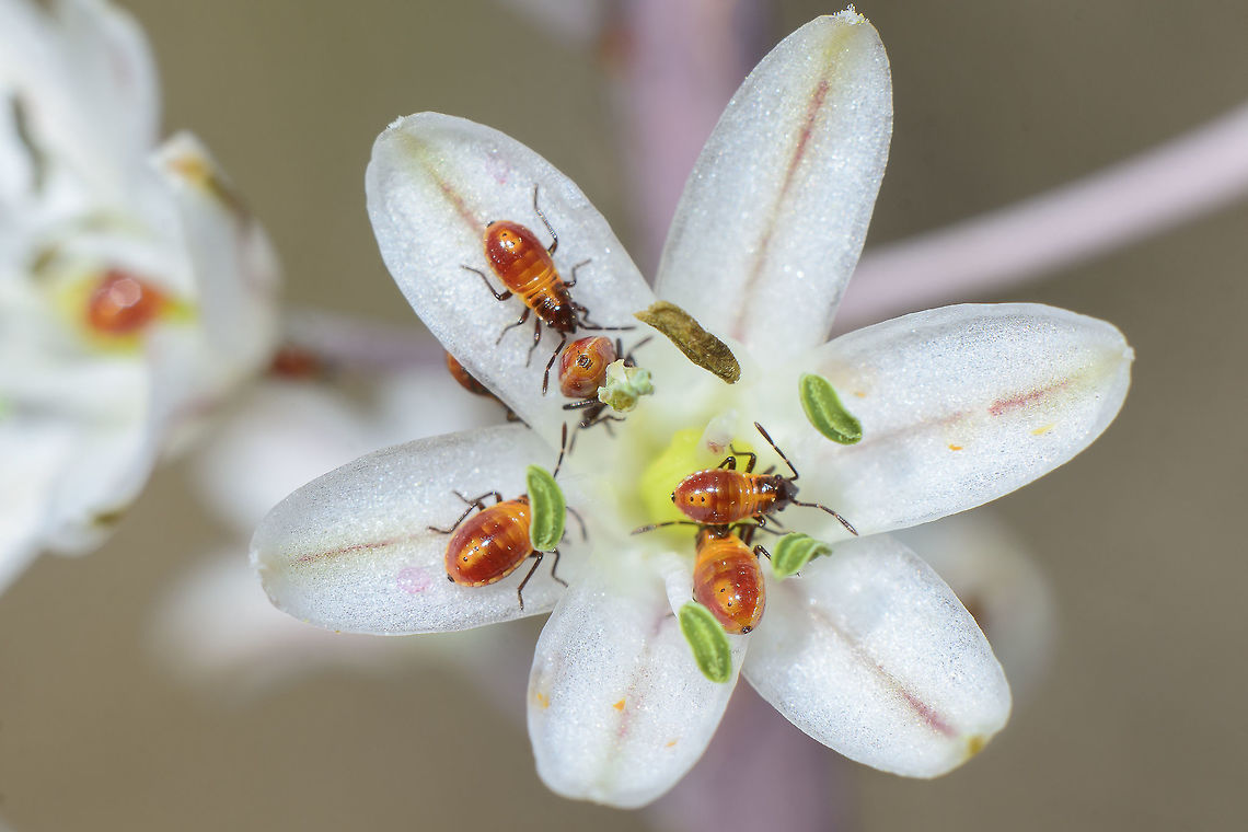 Spilostethus pandurus Spilostethus pandurus, nymphs.<br />
On Urginea maritima Lygaeidae,Spilostethus pandurus,arthropoda,biodiversity,hemiptera,insecta,insects,summer