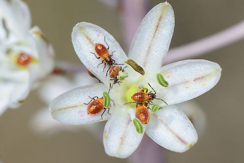 Spilostethus pandurus Spilostethus pandurus, nymphs.
On Urginea maritima Lygaeidae,Spilostethus pandurus,arthropoda,biodiversity,hemiptera,insecta,insects,summer