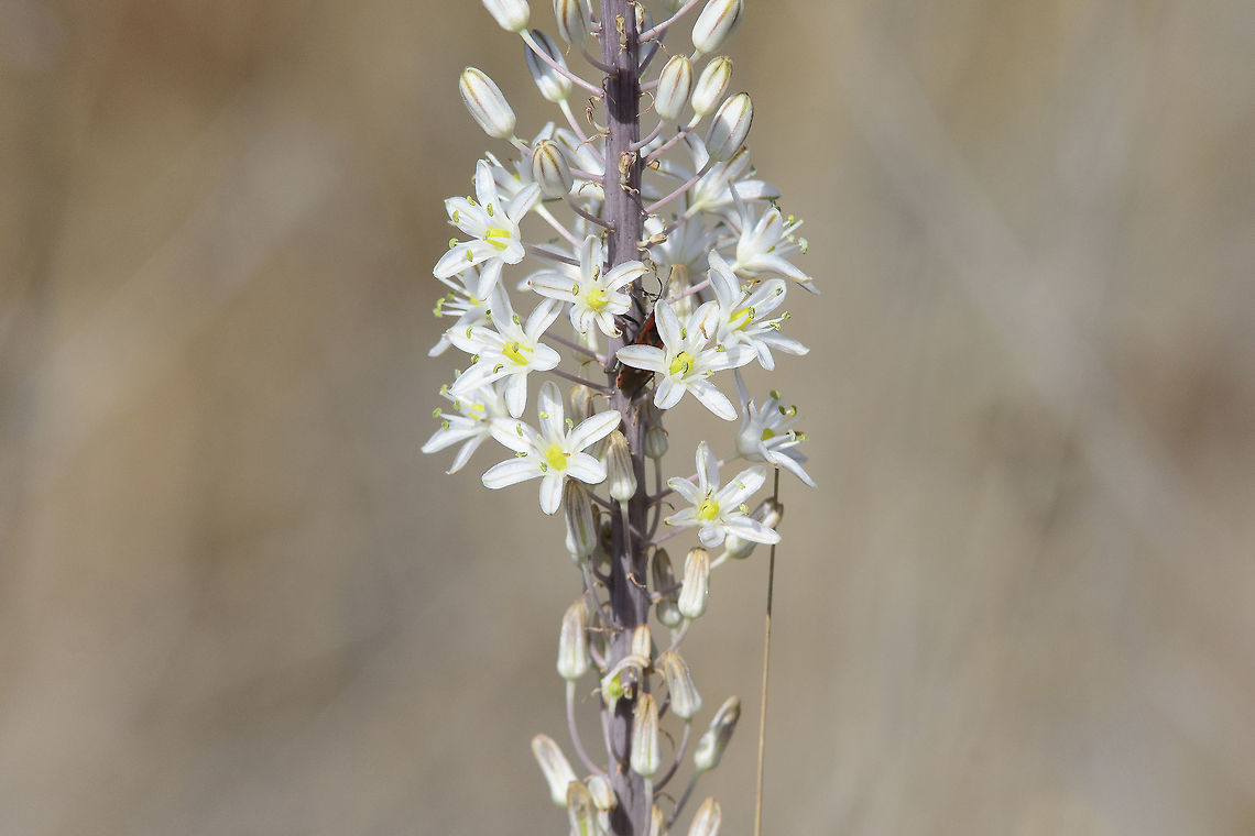 Urginea maritima A Spilostethus pandurus is visible amidst the flowers. Asparagaceae,Asparagales,Urginea maritima,biodiversity,flower,plantae,plants,wildflowers