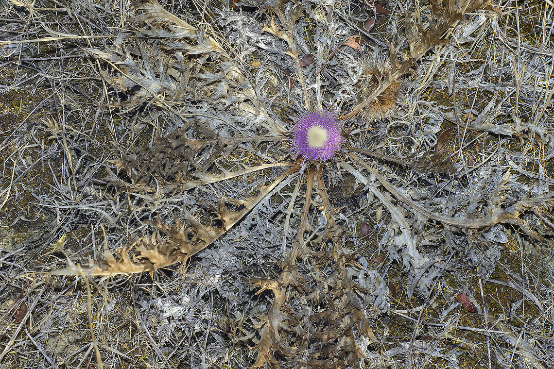 Atractylis gummifera Atractylis gummifera, top view. Asteraceae,Asterales,Atractylis gummifera,biodiversity,flowering plants,plantae,plants,wildlfowers