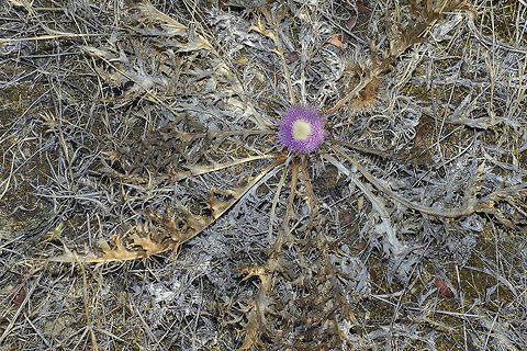 Atractylis gummifera Atractylis gummifera, top view. Asteraceae,Asterales,Atractylis gummifera,biodiversity,flowering plants,plantae,plants,wildlfowers