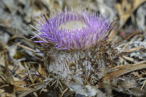 Atractylis gummifera