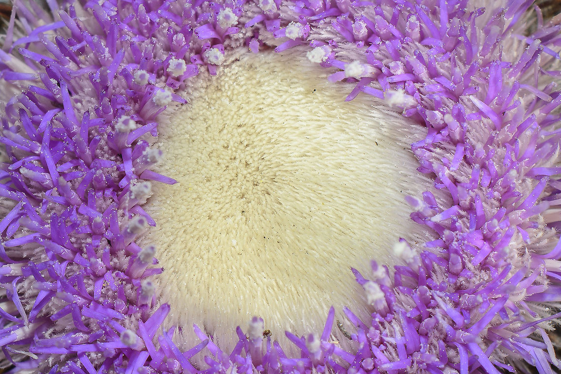 Atractylis gummifera Atractylis gummifera Atractylis gummifera