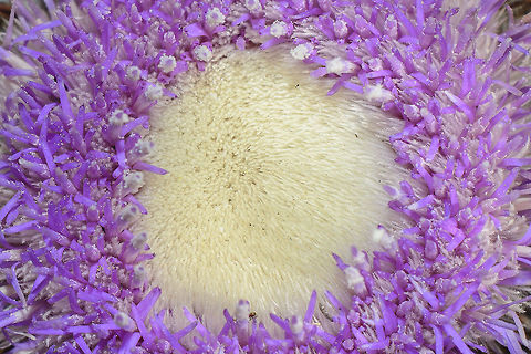 Atractylis gummifera Atractylis gummifera Atractylis gummifera