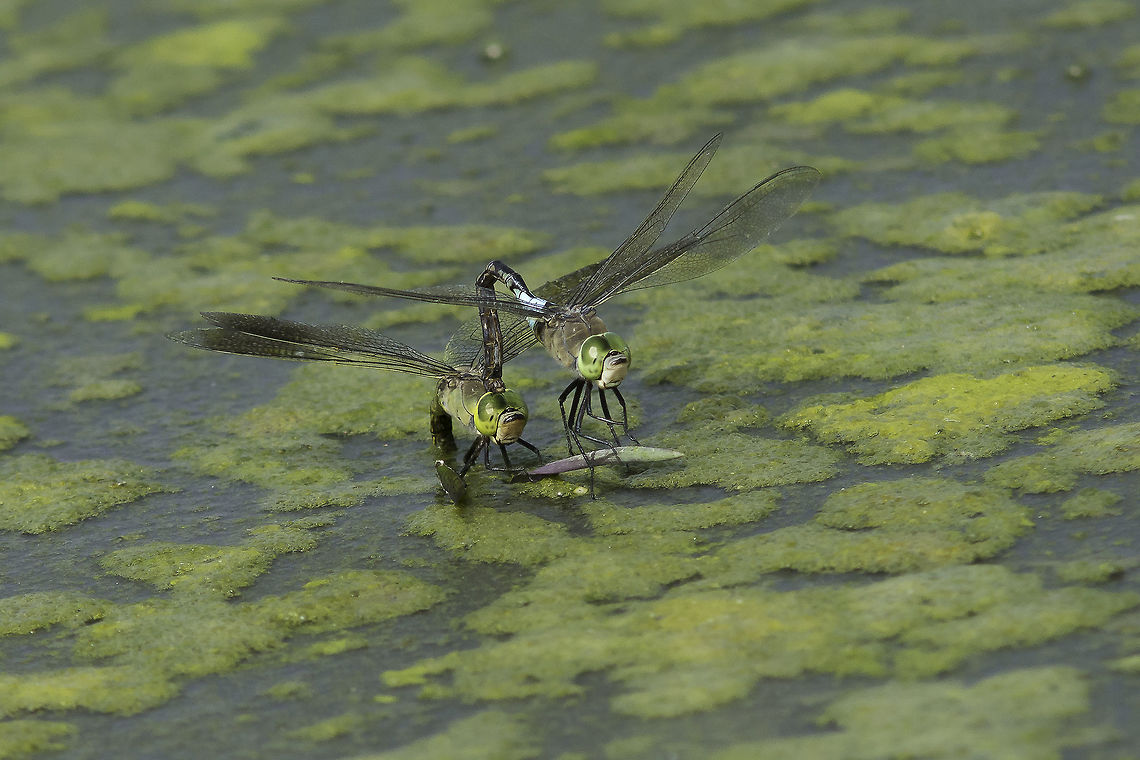 Oviposture Anax parthenope, tandem oviposture. Anax parthenope,Lesser emperor,aeshnidae,arthropoda,biodiversity,dragonfly,insects
