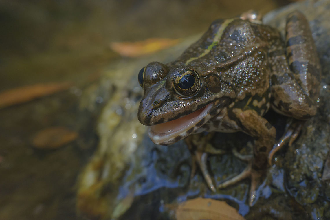 Pelophylax perezi  Pelophylax perezi,Perezs frog