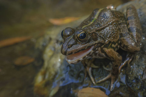 Pelophylax perezi  Pelophylax perezi,Perezs frog