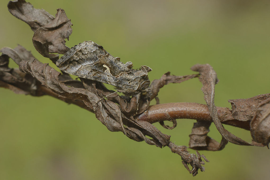 Autographa gamma On a dried branch of Dittrichia viscosa Autographa gamma,Silver Y