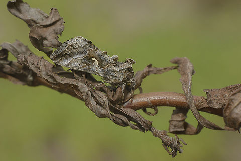 Autographa gamma On a dried branch of Dittrichia viscosa Autographa gamma,Silver Y