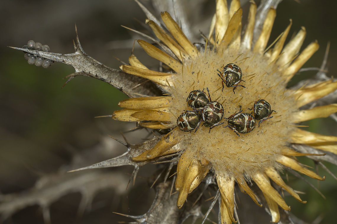 Carpocoris nymphs Carpocoris mediterraneus nymphs. Arthropoda,Carpocoris,Carpocoris mediterraneus,Carpocoris mediterraneus atlanticus,Geotagged,Heteroptera,Portugal,Red Shield Bug,Summer,biodiversity,bug,hemiptera,insect,pentatomidae