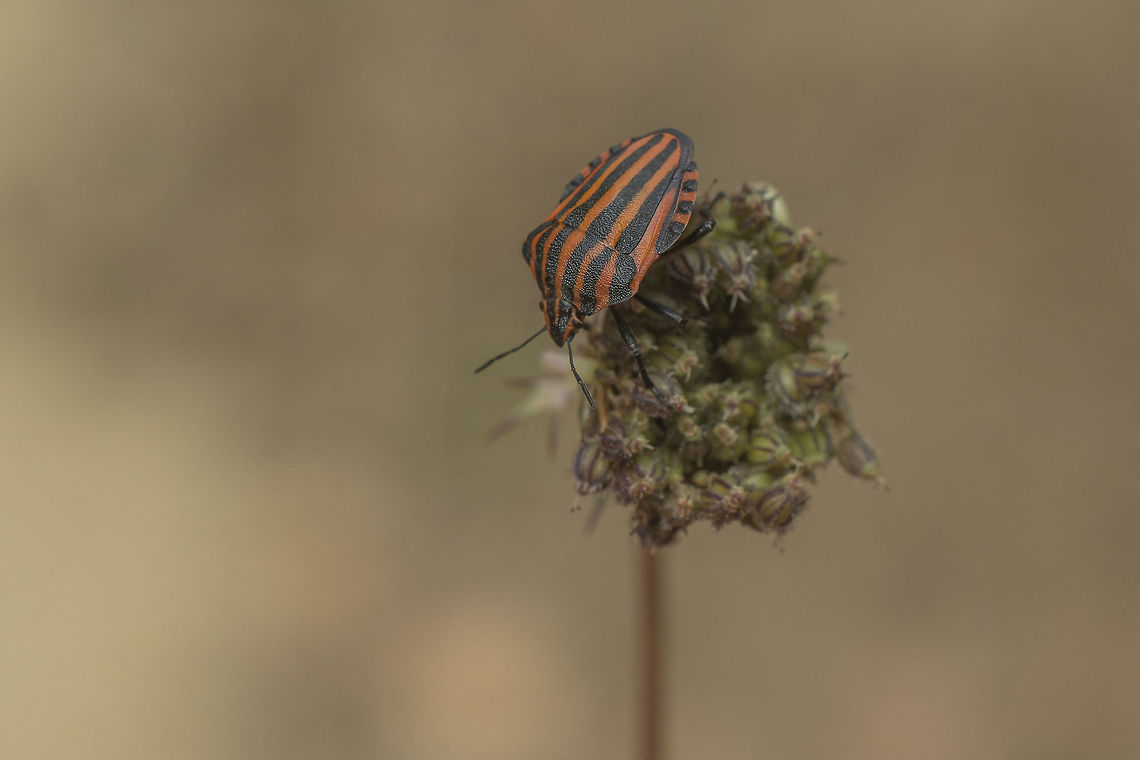 Graphosoma italicum  Graphosoma,Graphosoma italicum,Minstrel Bug