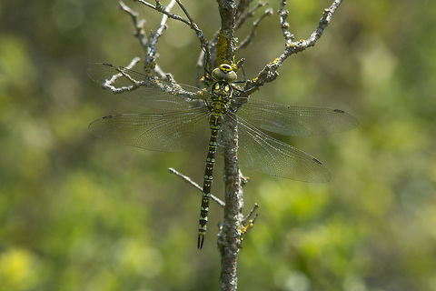 Aeshna cyanea Aeshna cyanea, immature female Aeshna cyanea,Southern Hawker,aeshnidae,biodiversity,dragonfly,insects,odonata,spring