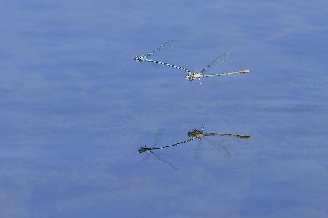 Design for symmetry Erythromma lindenii, inflight tandem oviposture Erythromma lindenii,Goblet-marked damselfly,biodiversity,coenagrionidae,damselfly,insecta,insects,odonata,summer,zygoptera