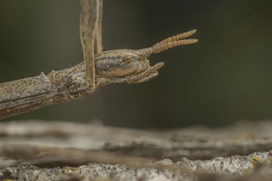 Clonopsis gallica Details Bacillidae,Clonopsis gallica,Stick insect,arthropoda,biodiversity,insecta,insects,phasmatodea,summer