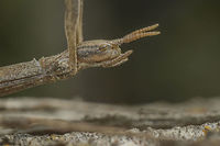Clonopsis gallica Details Bacillidae,Clonopsis gallica,Stick insect,arthropoda,biodiversity,insecta,insects,phasmatodea,summer