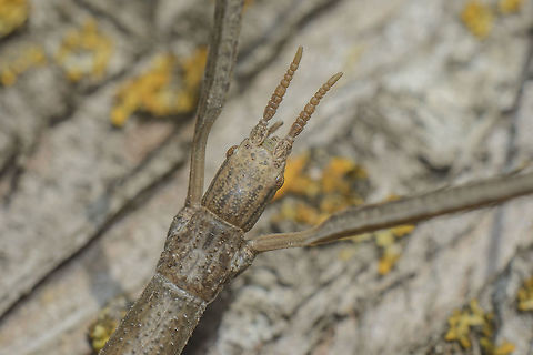 Clonopsis gallica Clonopsis gallica, head and antennae detail

https://www.jungledragon.com/image/53684/clonopsis_gallica.html
https://www.jungledragon.com/image/53682/clonopsis_gallica.html Bacillidae,Clonopsis gallica,Stick insect,arthropoda,biodiversity,insecta,insects,phasmatodea,summer